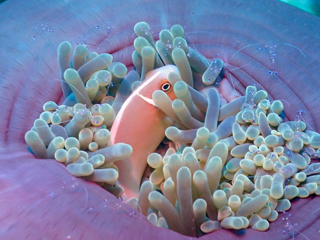 Fish Monitoring