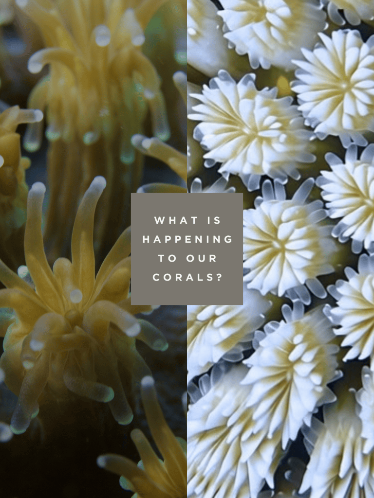 Coral bleaching awareness month
